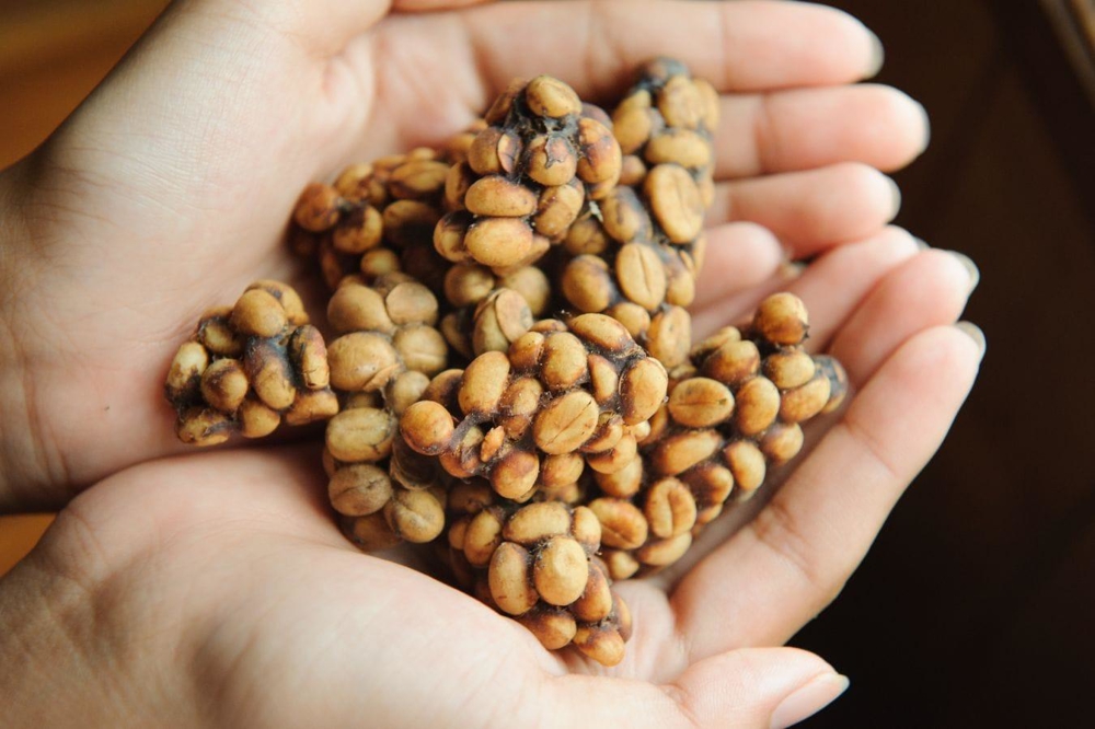Vietnamese farmers discovering coffee beans excreted by civets during the french colonial period